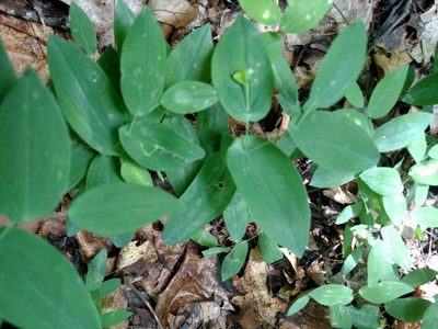 Uvularia perfoliata, photographed by Daniel Barrows