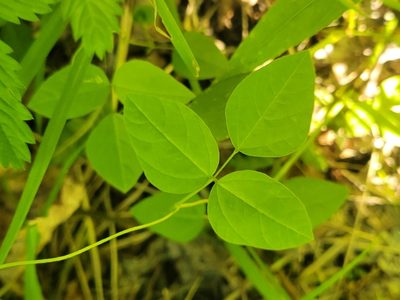 Amphicarpaea bracteata, photographed by Renato Robert
