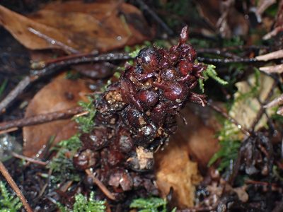 Kopsiopsis hookeri, photographed by Julia Carr