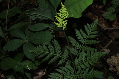Botrypus virginianus, photographed by Sarah Culliton