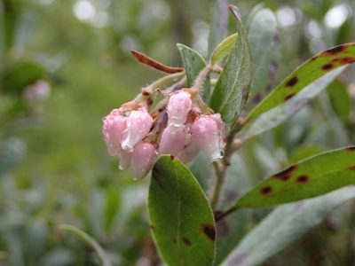 Arctostaphylos columbiana, photographed by Julia Carr