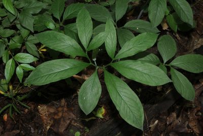 Arisaema dracontium, photographed by Sarah Culliton