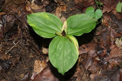 Trillium sessile