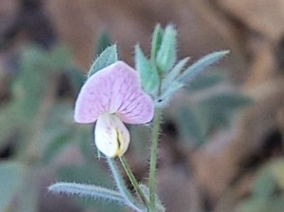 Acmispon americanus