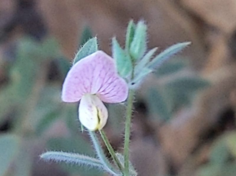 Acmispon americanus, photographed by Vasily Reinkymov
