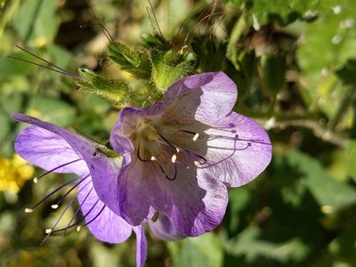 Phacelia grandiflora, photographed by Vasily Reinkymov