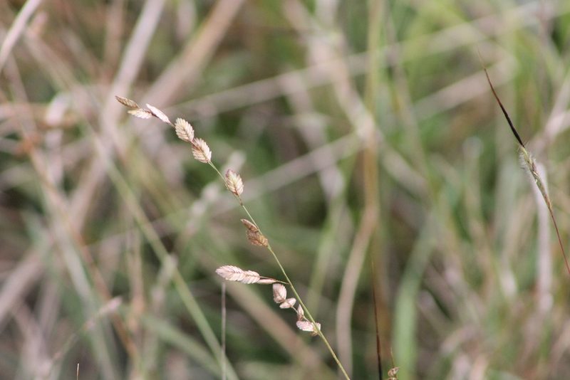 Eragrostis superba, photographed by Ryan Donnelly