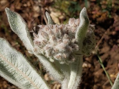 Asclepias eriocarpa, photographed by Vasily Reinkymov