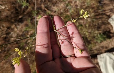 Sisymbrium altissimum, photographed by Tom and T Herman