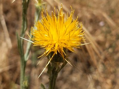 Centaurea solstitialis, photographed by Vasily Reinkymov