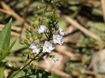Veronica anagallis-aquatica, photographed by Vasily Reinkymov