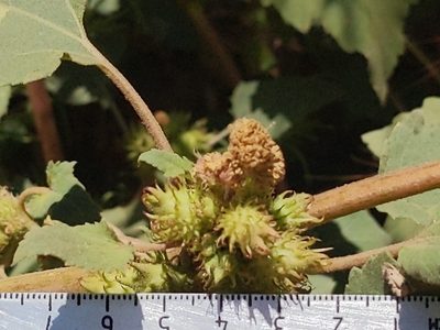 Xanthium strumarium, photographed by Vasily Reinkymov