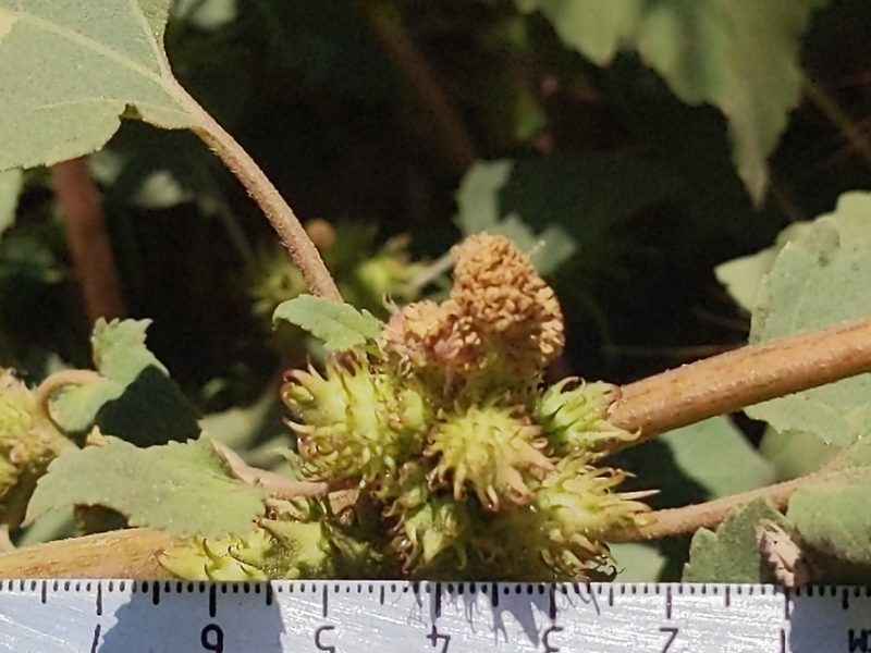 Xanthium strumarium, photographed by Vasily Reinkymov