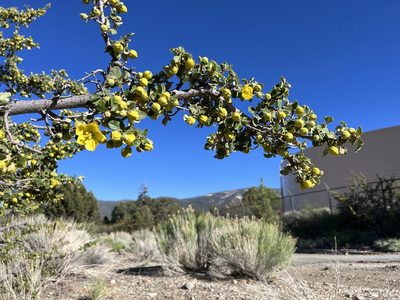 Fremontodendron californicum, photographed by markhl