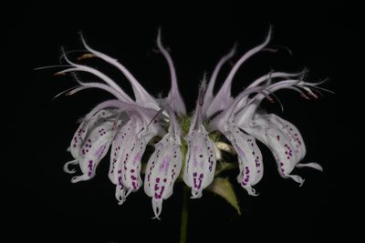 Monarda bradburyana, photographed by Brian Finzel