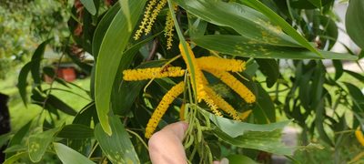 Acacia auriculiformis