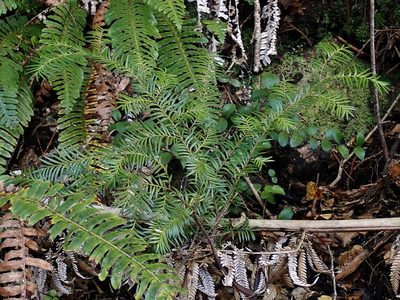 Pectinopitys ferruginea, photographed by Duncan Cunningham