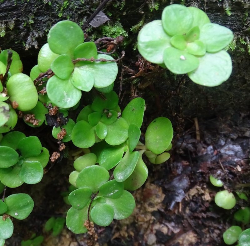 Sedum ternatum, photographed by Sandra Keller