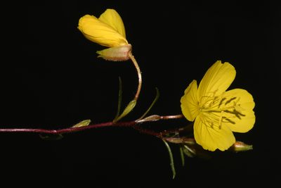 Oenothera fruticosa, photographed by Brian Finzel