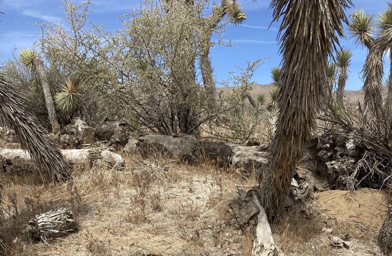 Yucca brevifolia, photographed by Adam J. Searcy