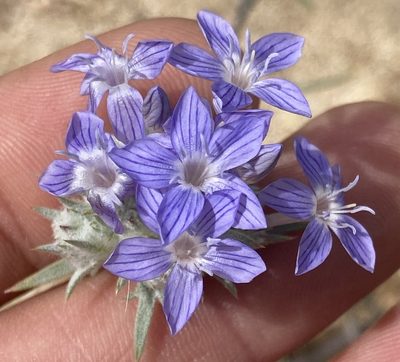 Eriastrum densifolium, photographed by Adam J. Searcy