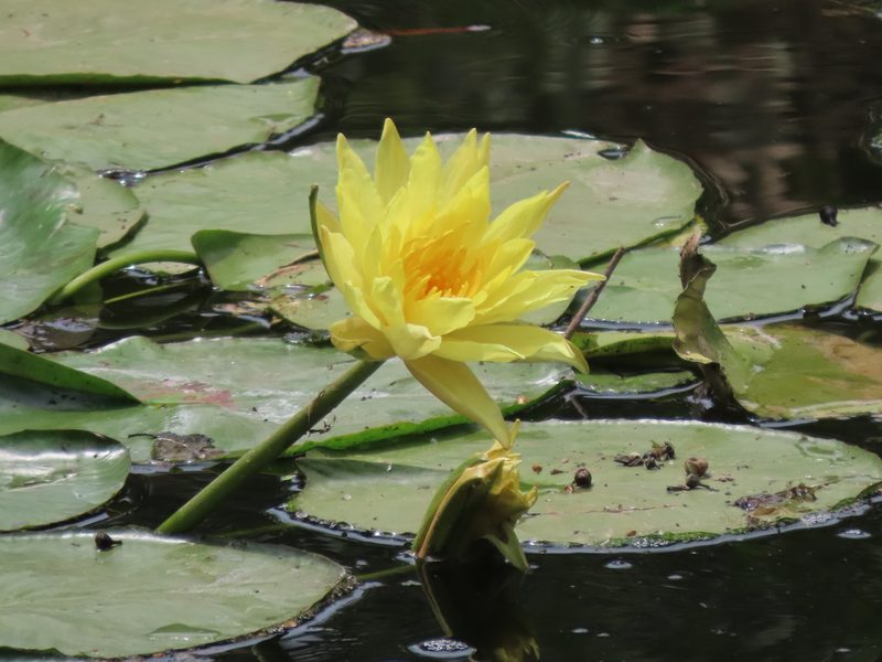 Nymphaea mexicana, photographed by Francisco Emilio Roldán Velasco