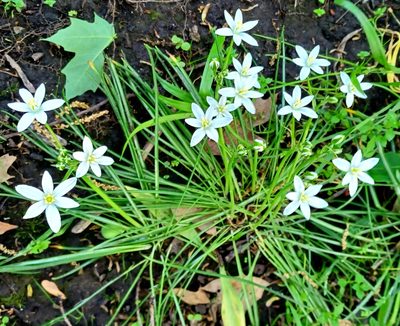 Ornithogalum umbellatum, photographed by witrish