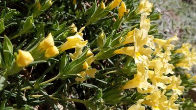 Diplacus longiflorus, photographed by velodrome