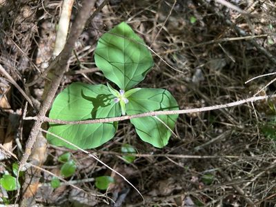 Trillium undulatum, photographed by Jim Bennett
