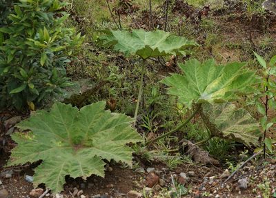 Gunnera manicata, photographed by desertnaturalist