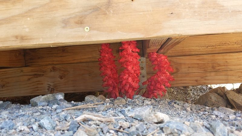 Sarcodes sanguinea, photographed by velodrome