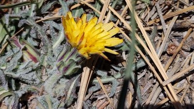 Agoseris retrorsa, photographed by velodrome