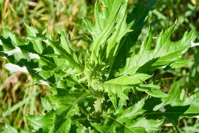 Cirsium altissimum, photographed by Jay Pruett