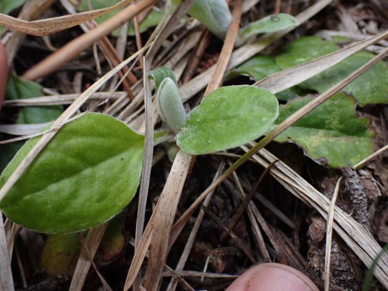 Antennaria racemosa, photographed by Shane Johnson