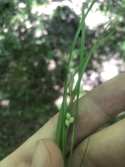 Carex bulbostylis, photographed by John Kees