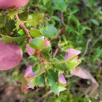 Quercus berberidifolia, photographed by Dan Horowitz