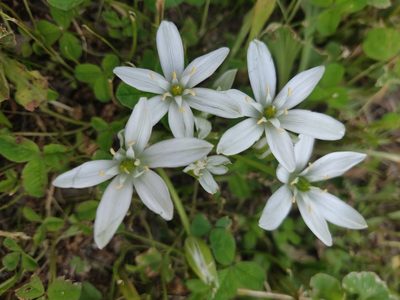 Ornithogalum umbellatum, photographed by tony_told_me
