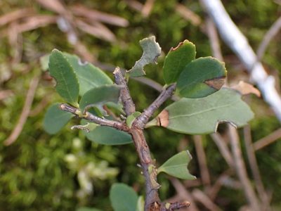 Paxistima myrsinites, photographed by Shane Johnson