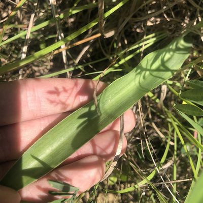 Agave virginica