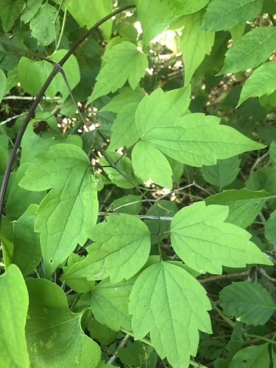 Clematis catesbyana, photographed by John Kees