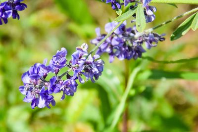 Pediomelum tenuiflorum, photographed by Jay Pruett