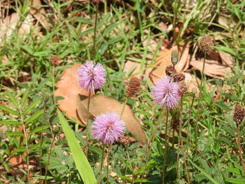 Mimosa strigillosa, photographed by Vicki Miller