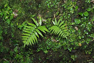 Plagiogyria glauca, photographed by Lin Scott