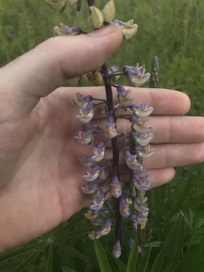 Lupinus oreganus, photographed by Daniel Kennedy