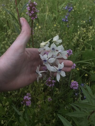 Delphinium pavonaceum, photographed by Daniel Kennedy
