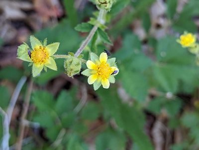 Drymocallis glandulosa