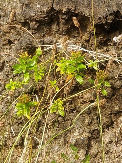 Hypericum glandulosum, photographed by Vítor Jorge