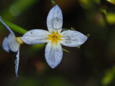 Houstonia caerulea, photographed by Clay Gibbons