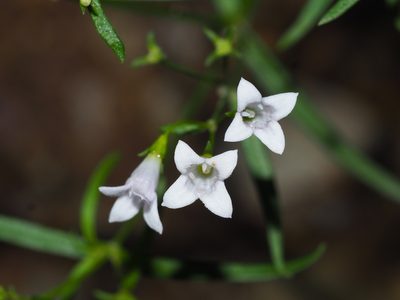 Houstonia longifolia, photographed by Clay Gibbons