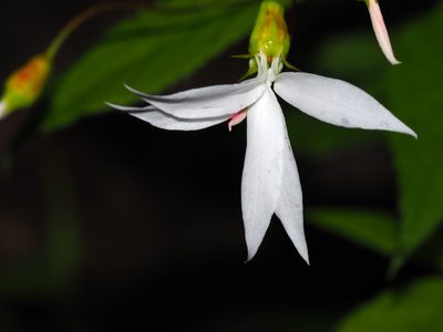 Gillenia trifoliata, photographed by Clay Gibbons